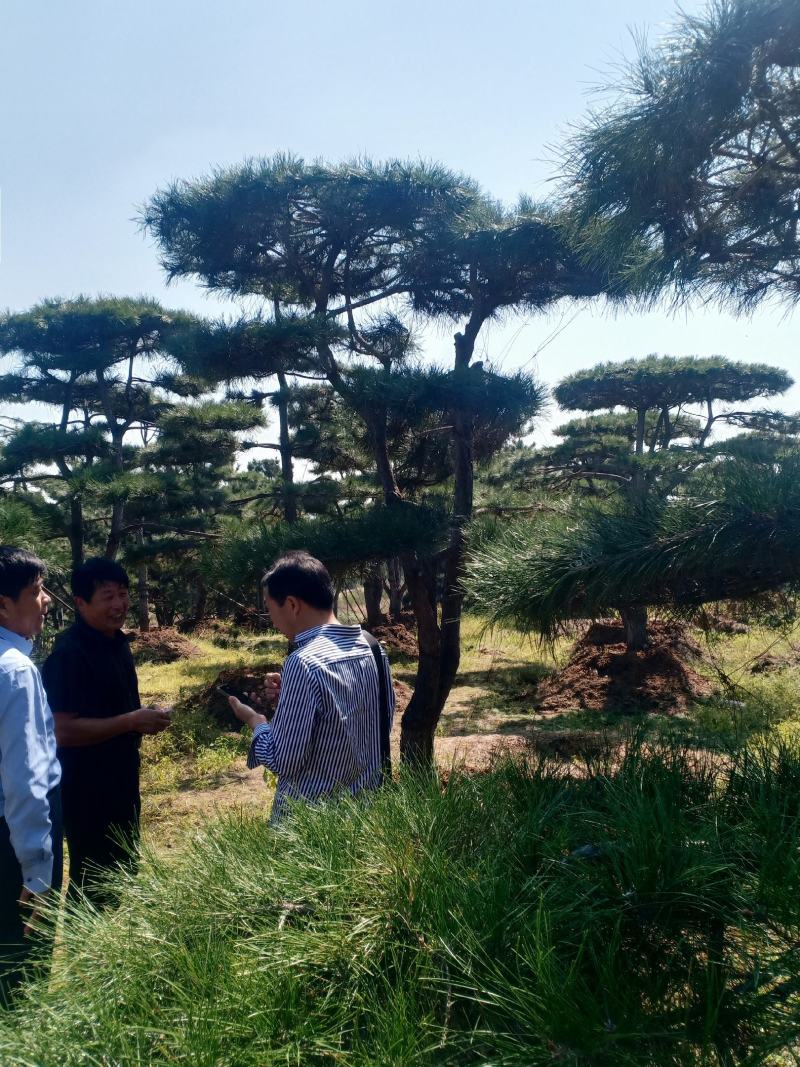 15公分造型油松，造型黑松，路边行道树，风景区，公园用树