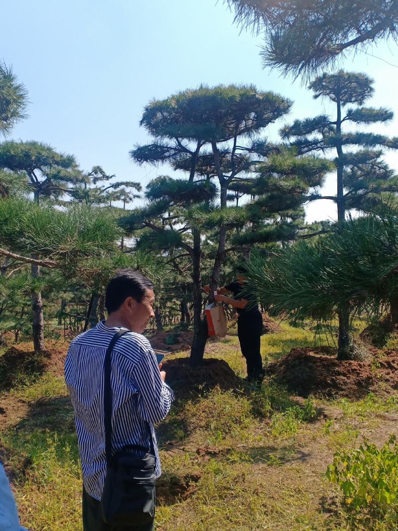 15公分造型油松，造型黑松，路边行道树，风景区，公园用树