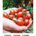 寿光耀森种苗釜山88口感小番茄，原包装进口种子产量高