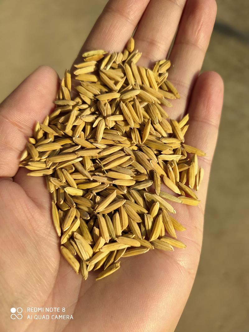稻谷优质黄花粘大量上市中，物美价廉，产地直发。