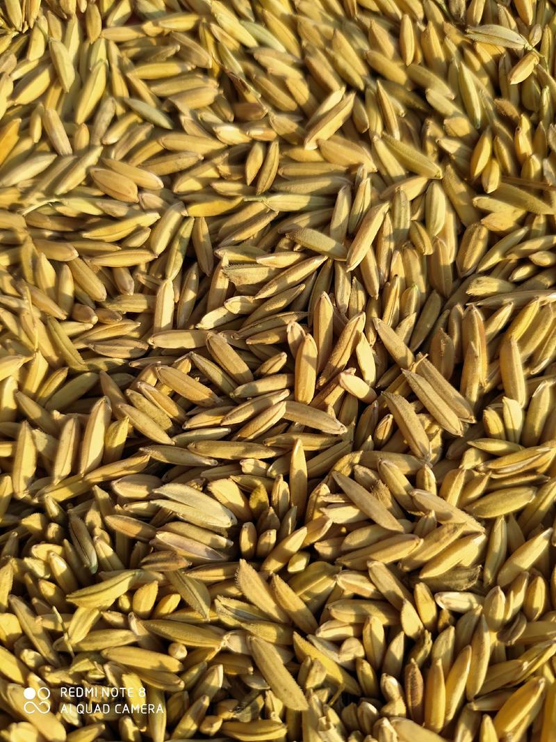 稻谷优质黄花粘大量上市中，物美价廉，产地直发。
