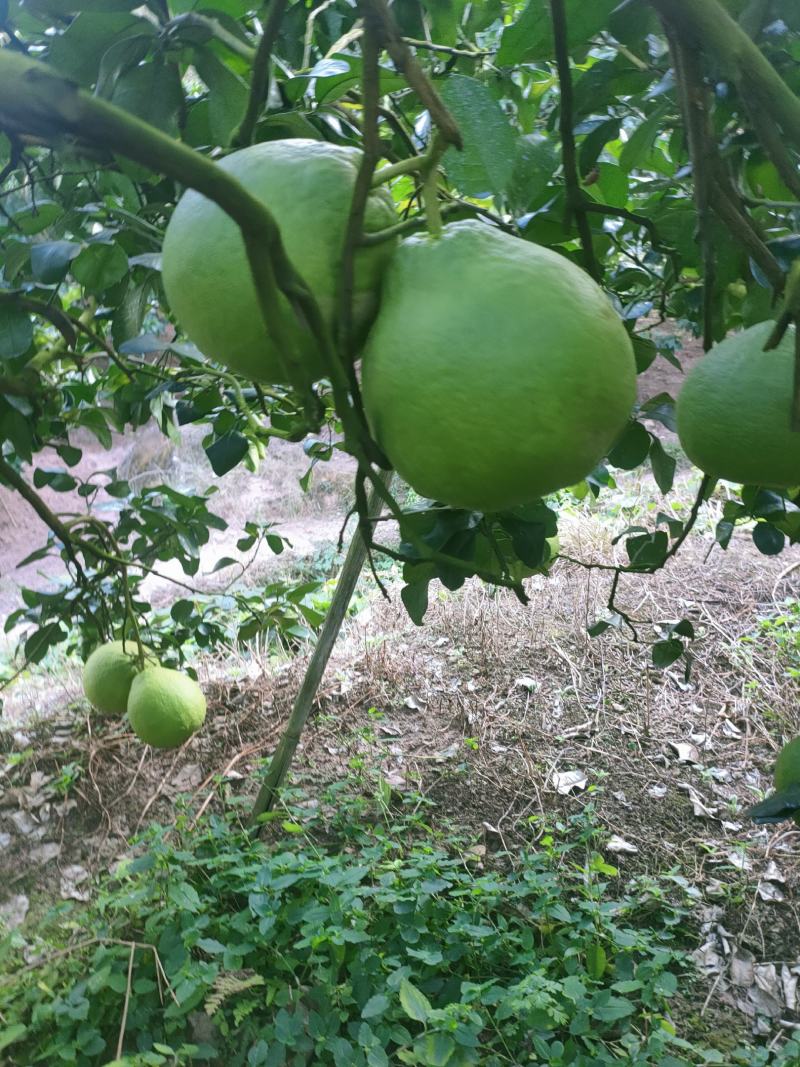 精品老树，正宗江永老树香柚！又香又甜。水分充足