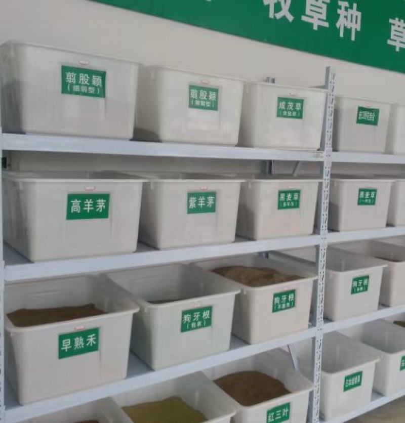 饲用甜高粱种子多次收割高产量牧草营养高牛羊猪马鸡鸭鹅牧草
