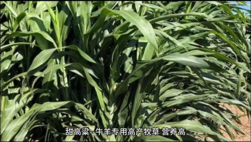 饲用甜高粱种子多次收割高产量牧草营养高牛羊猪马鸡鸭鹅牧草