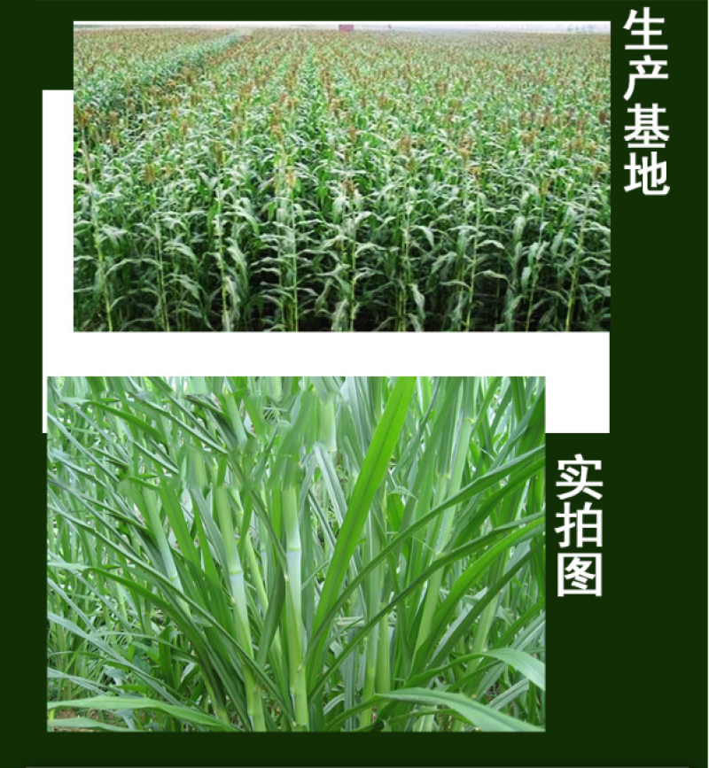 饲用甜高粱种子多次收割高产量牧草营养高牛羊猪马鸡鸭鹅牧草