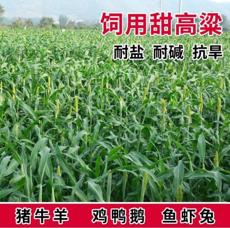 饲用甜高粱种子多次收割高产量牧草营养高牛羊猪马鸡鸭鹅牧草