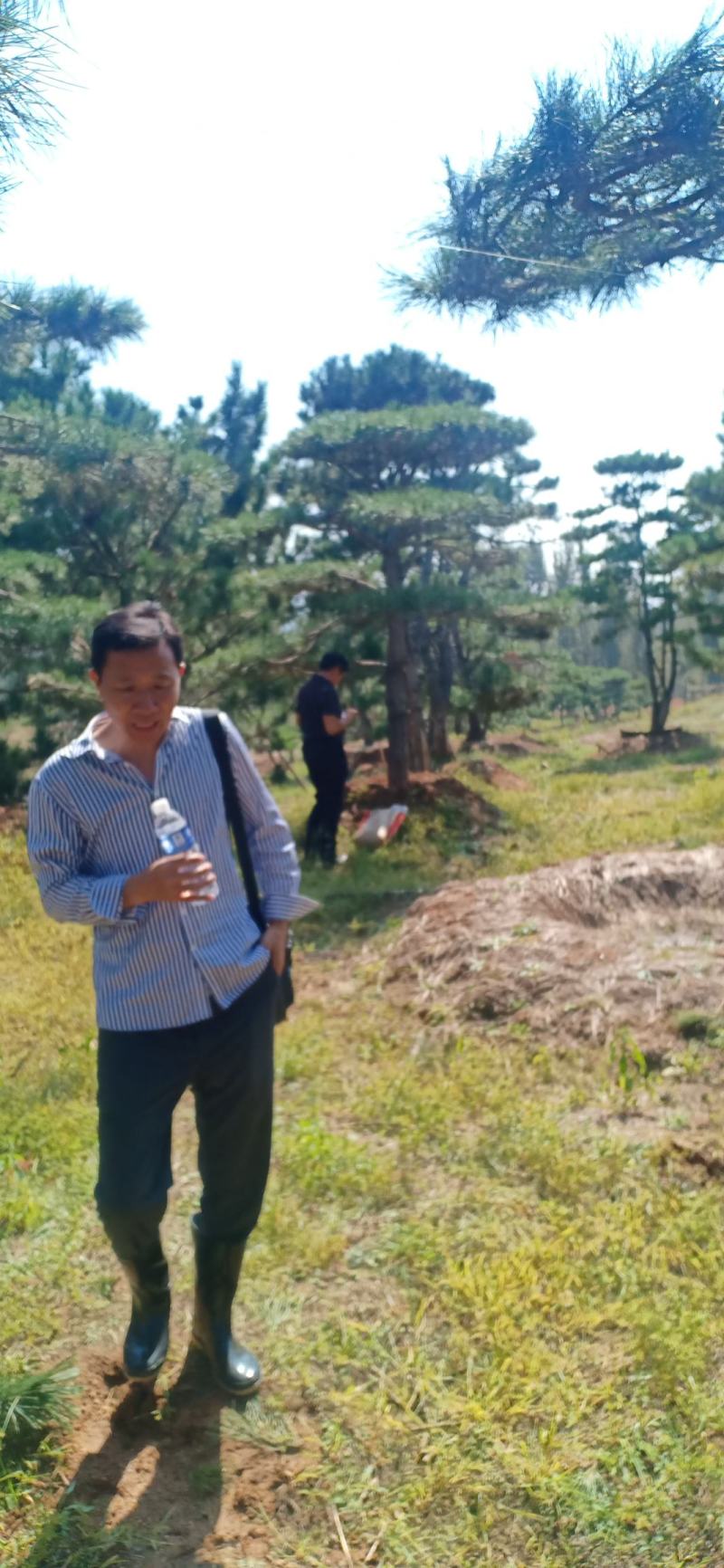 18公分造型油松，造型黑松，行道树，风景区，公园，小区