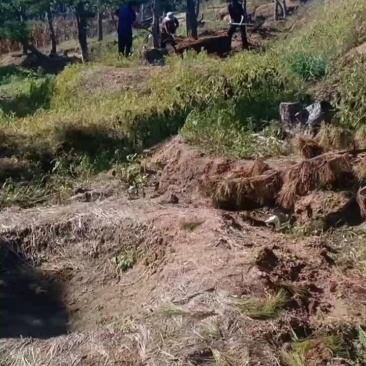 18公分造型油松，造型黑松，行道树，风景区，公园，小区