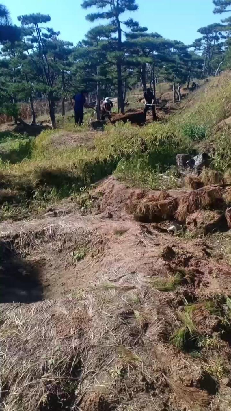 18公分造型油松，造型黑松，行道树，风景区，公园，小区
