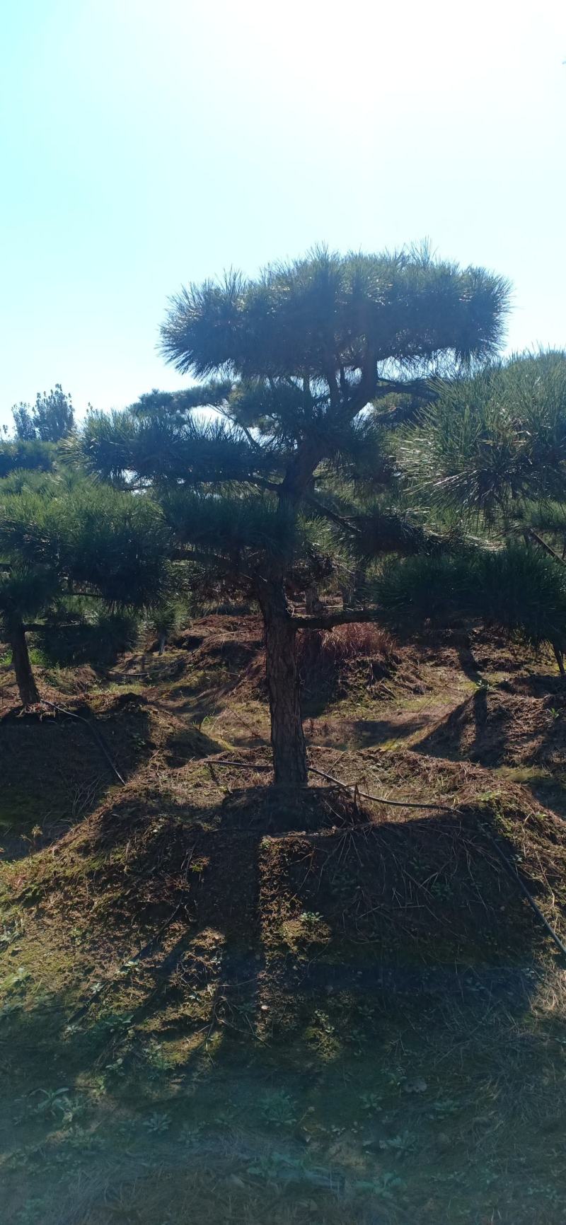 18公分造型油松，造型黑松，行道树，风景区，公园，小区