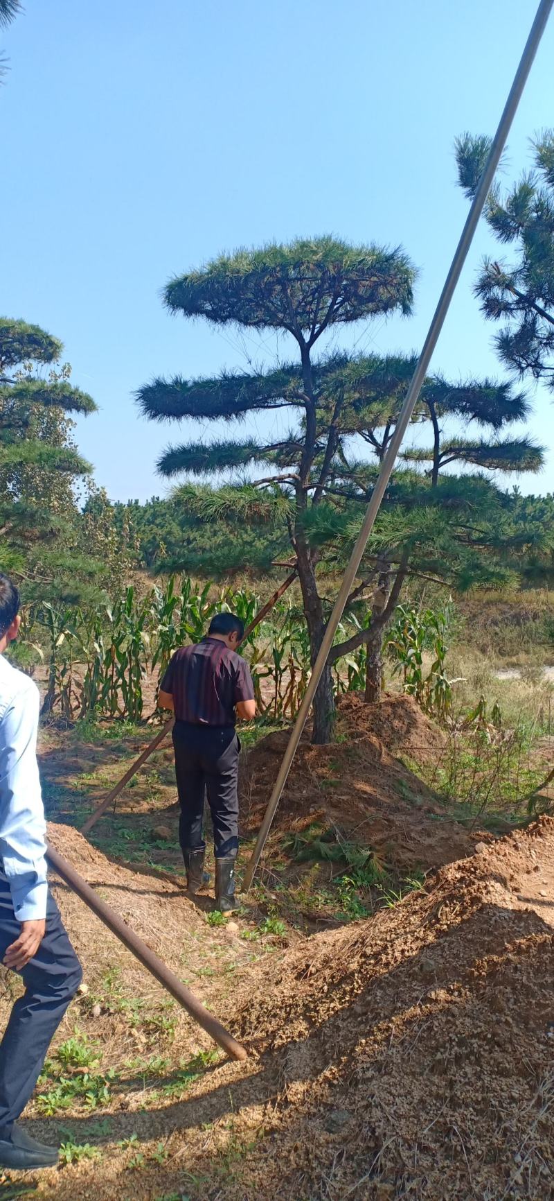 18公分造型油松，造型黑松，行道树，风景区，公园，小区