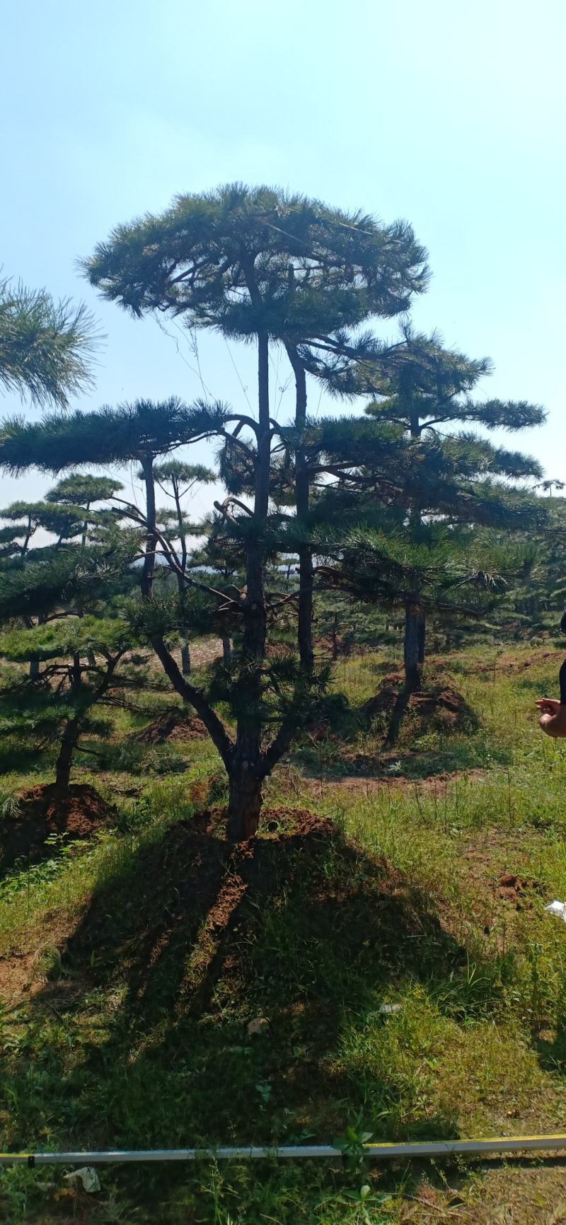 18公分造型油松，造型黑松，行道树，风景区，公园，小区