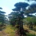 18公分造型油松，造型黑松，行道树，风景区，公园，小区