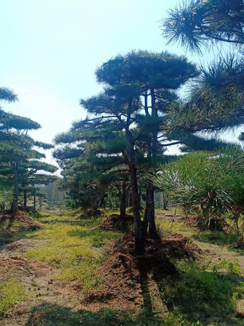 18公分造型油松，造型黑松，行道树，风景区，公园，小区