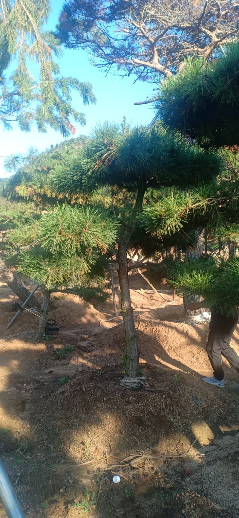 18公分造型油松，造型黑松，行道树，风景区，公园，小区