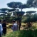 18公分造型油松，造型黑松，行道树，风景区，公园，小区