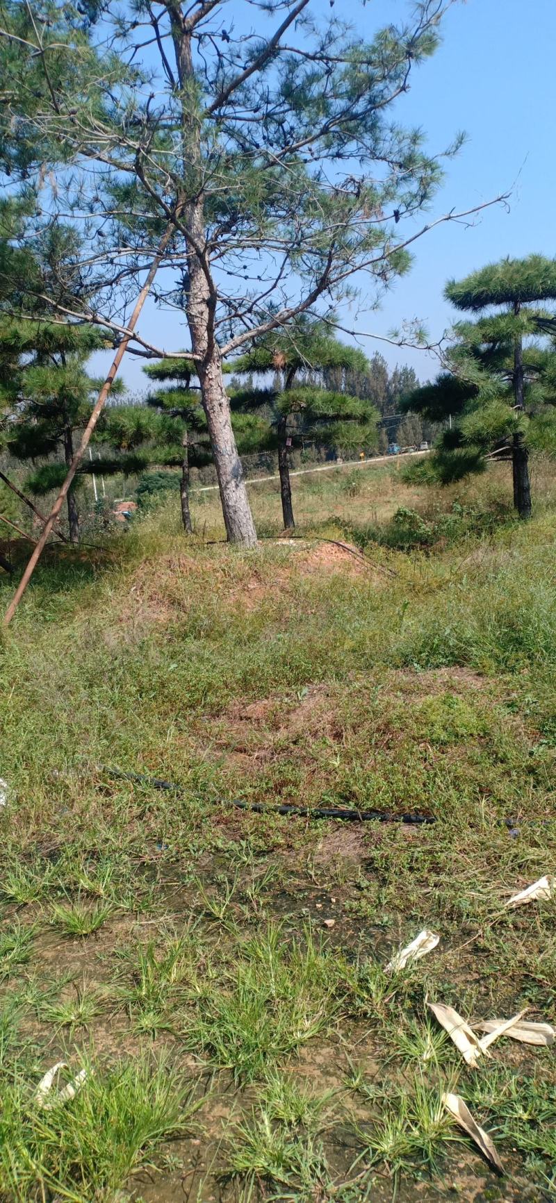 18公分造型油松，造型黑松，行道树，风景区，公园，小区