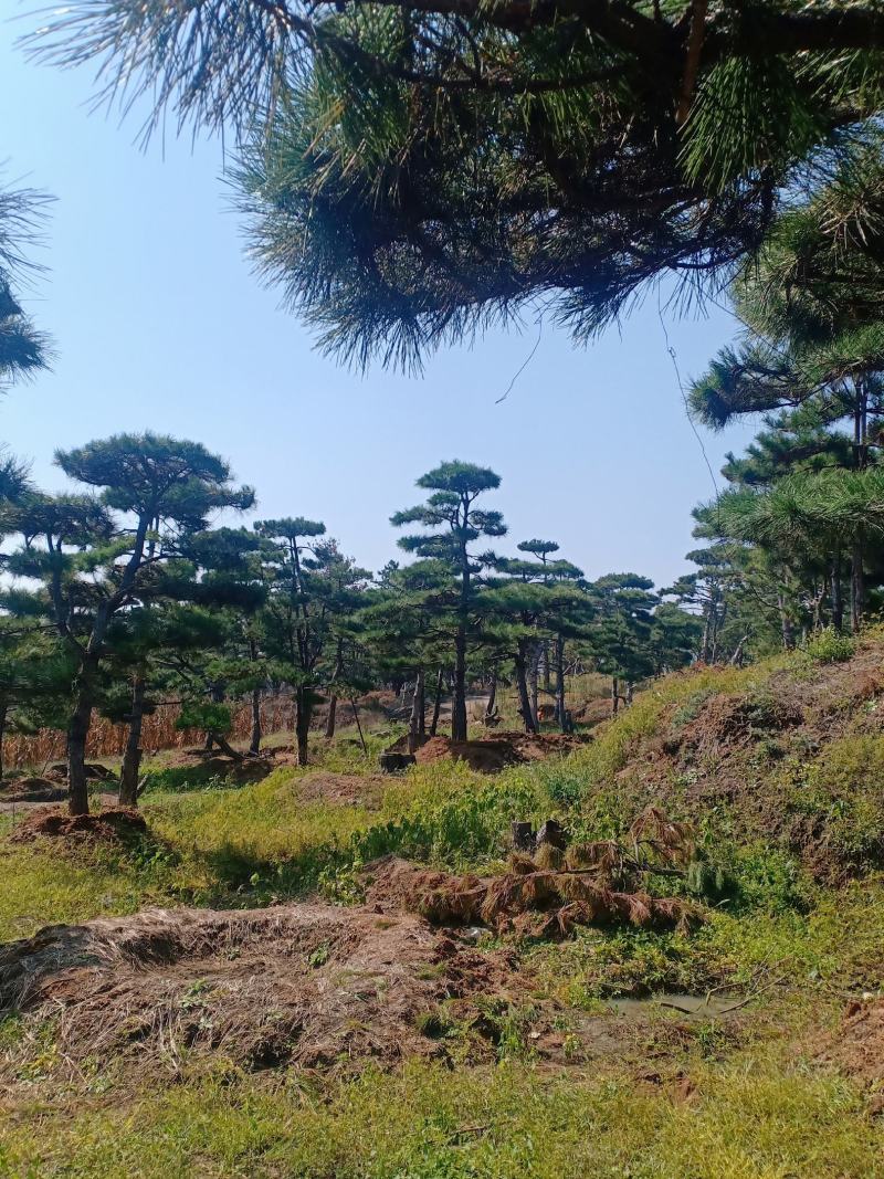 18公分造型油松，造型黑松，行道树，风景区，公园，小区