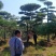 18公分造型油松，造型黑松，行道树，风景区，公园，小区