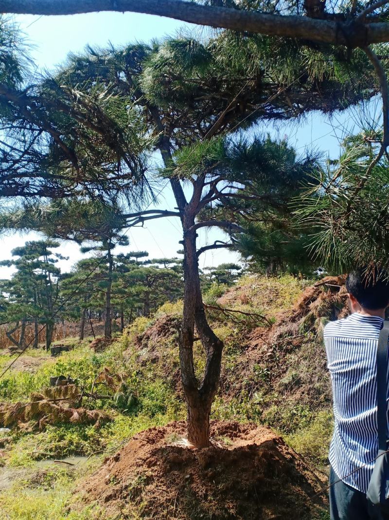 18公分造型油松，造型黑松，行道树，风景区，公园，小区