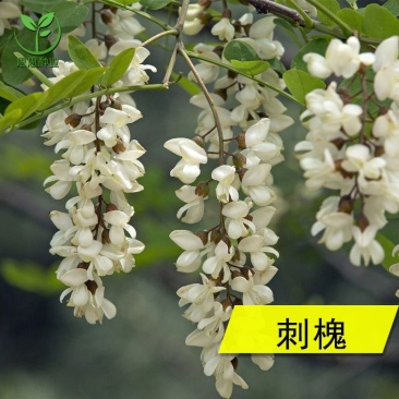 刺槐种子洋槐种子德国槐种子全国发货量大优惠