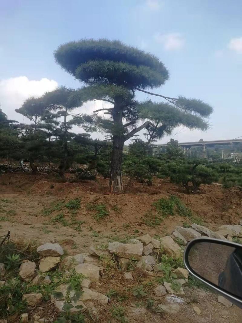 20公分造型油松，造型黑松，工路，公园，古建，小区用树
