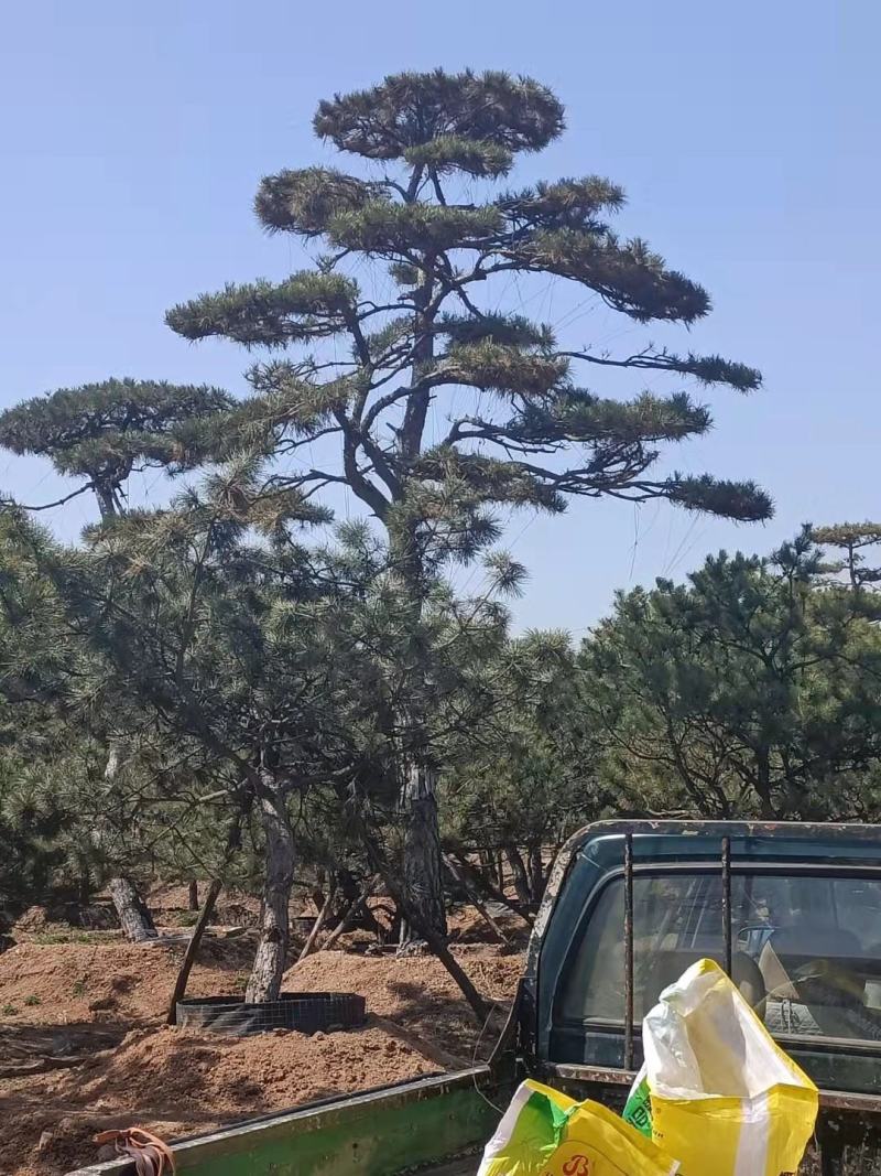 20公分造型油松，造型黑松，工路，公园，古建，小区用树