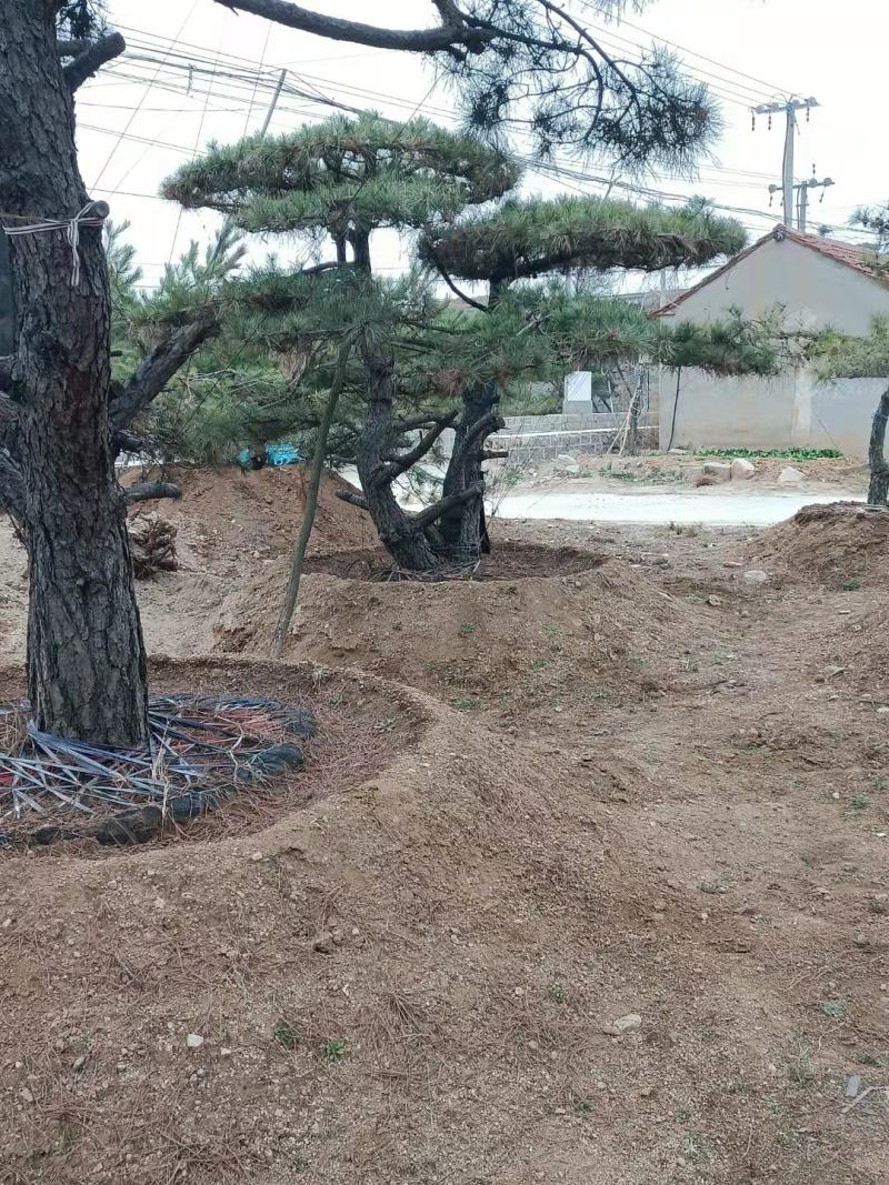 20公分造型油松，造型黑松，工路，公园，古建，小区用树