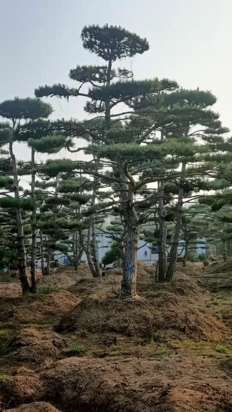 20公分造型油松，造型黑松，工路，公园，古建，小区用树