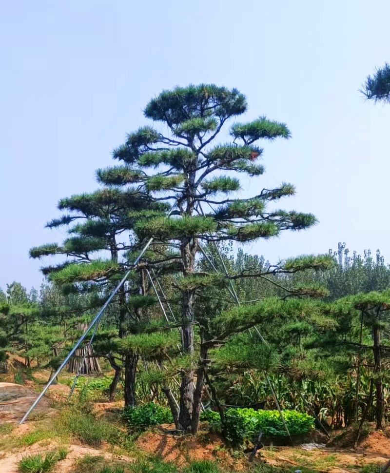 20公分造型油松，造型黑松，工路，公园，古建，小区用树