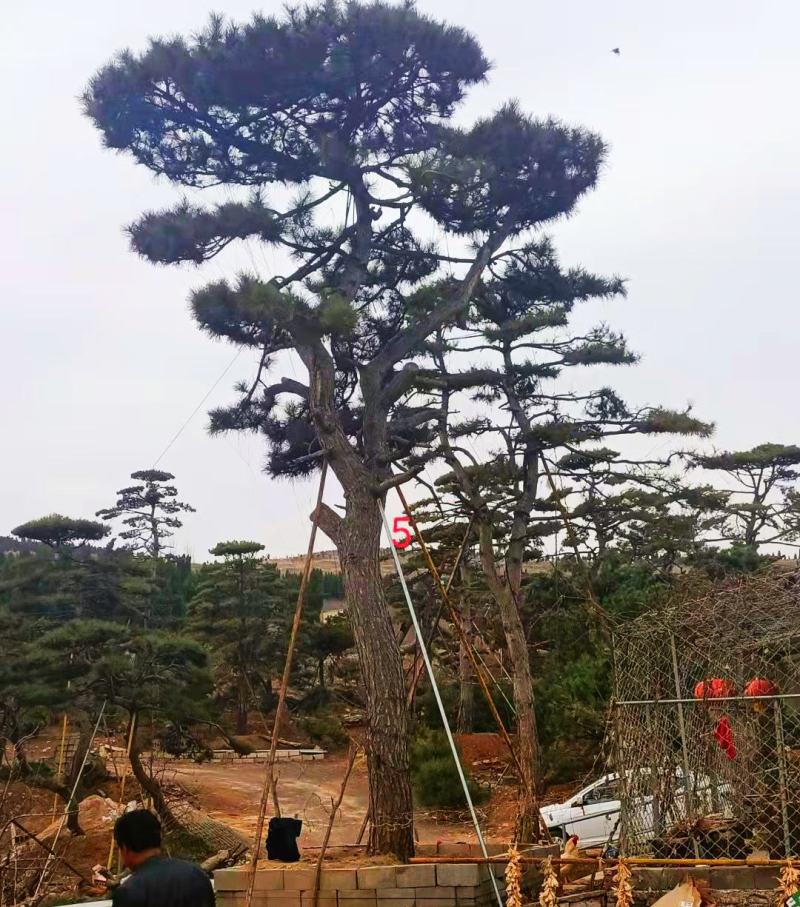 20公分造型油松，造型黑松，工路，公园，古建，小区用树
