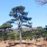 20公分造型油松，造型黑松，工路，公园，古建，小区用树