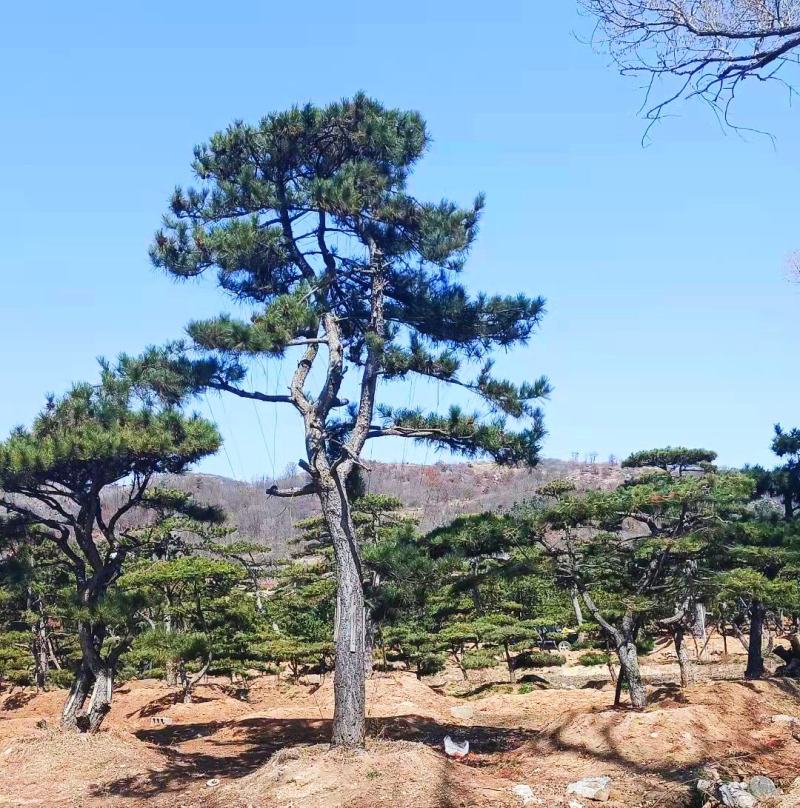 20公分造型油松，造型黑松，工路，公园，古建，小区用树