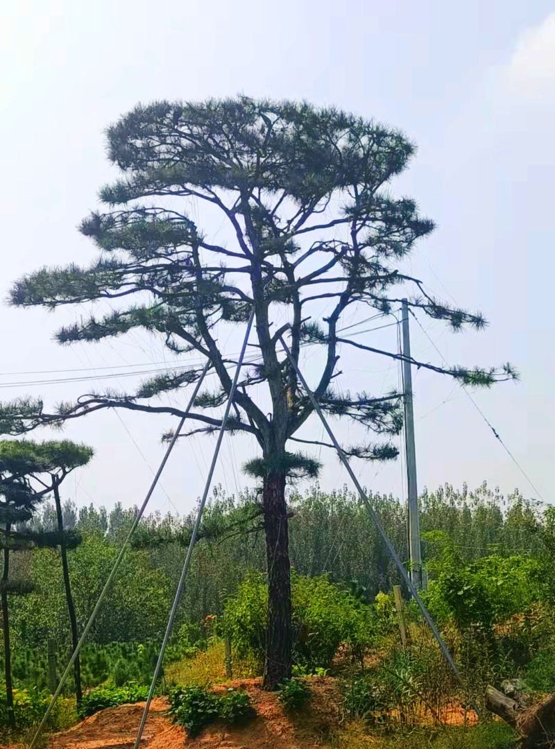 20公分造型油松，造型黑松，工路，公园，古建，小区用树