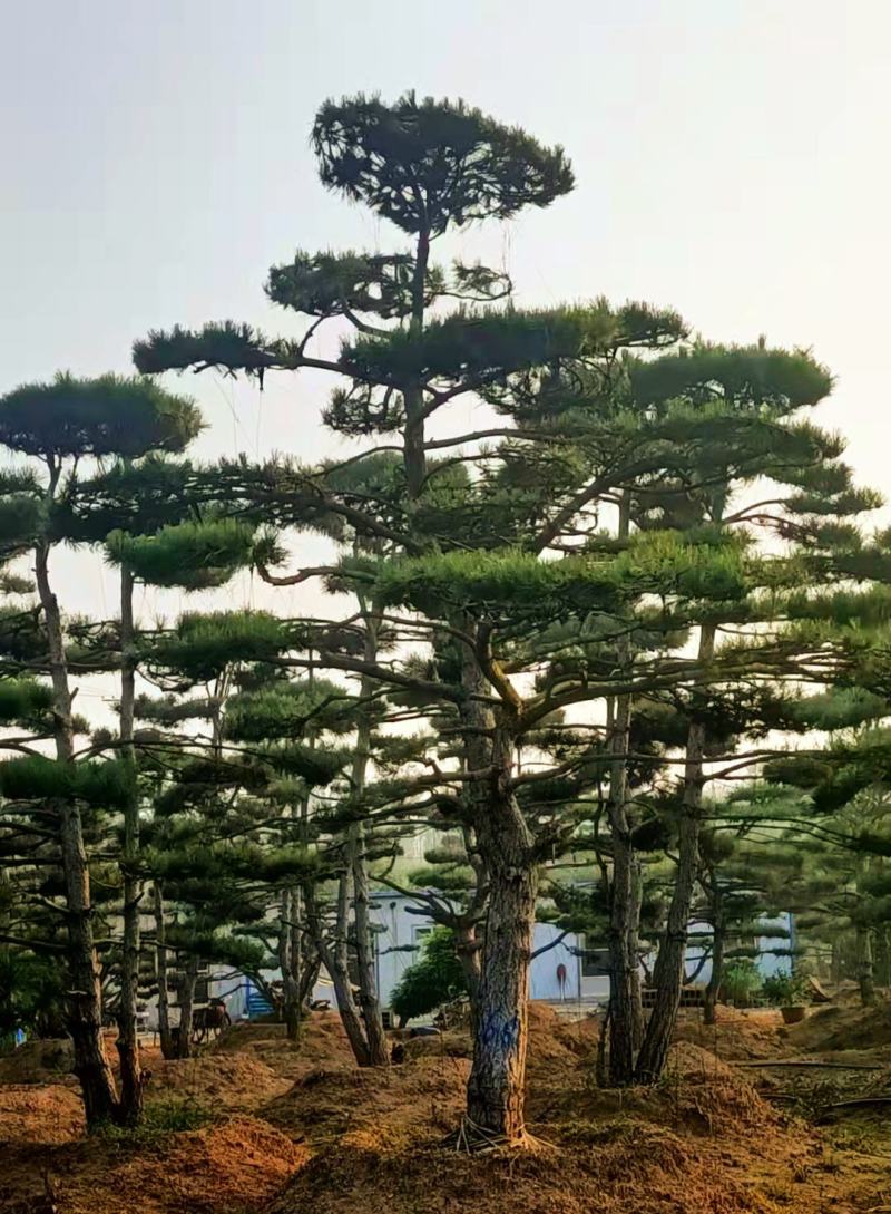 20公分造型油松，造型黑松，工路，公园，古建，小区用树