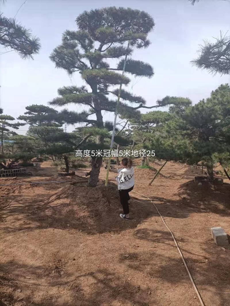 20公分造型油松，造型黑松，工路，公园，古建，小区用树