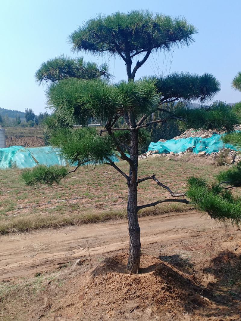 20公分造型油松，造型黑松，工路，公园，古建，小区用树