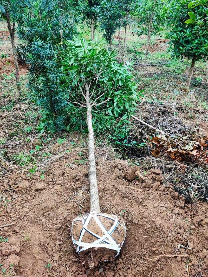 【优质】桂花树金桂浓香型不结籽，货源充足，质量保证