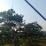 2米的造型油松，造型黑松，造型松，行道树，公园，小区用树