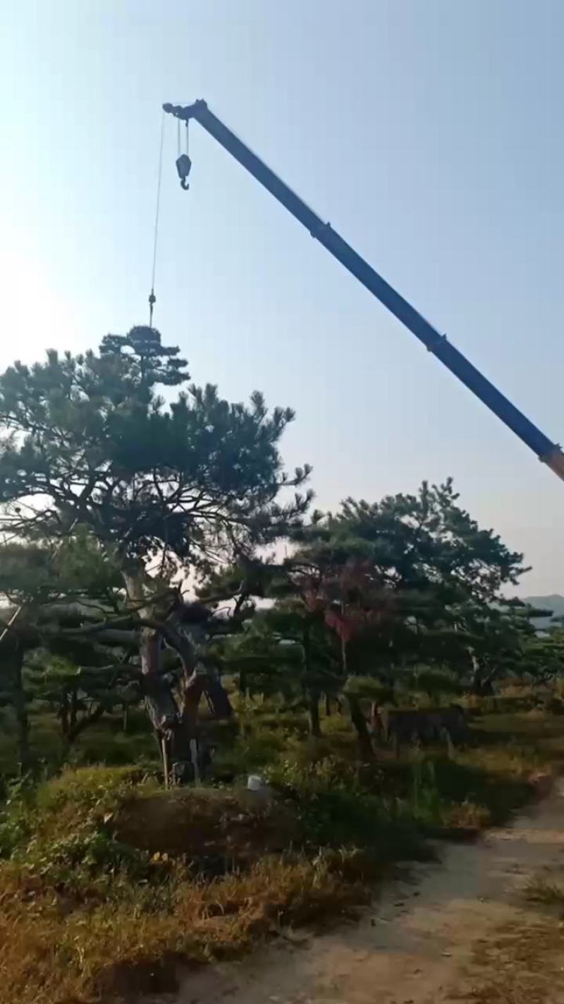 2米的造型油松，造型黑松，造型松，行道树，公园，小区用树