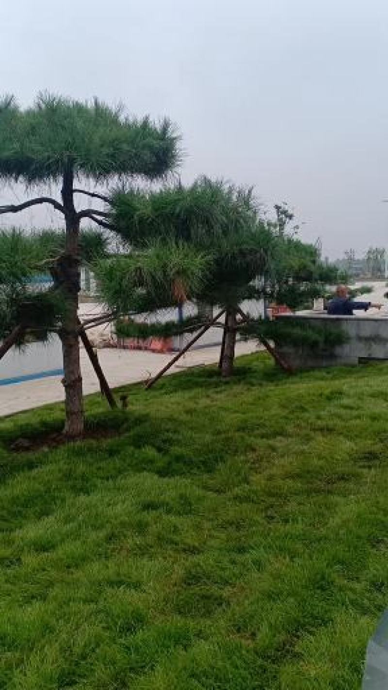 2米的造型油松，造型黑松，造型松，行道树，公园，小区用树