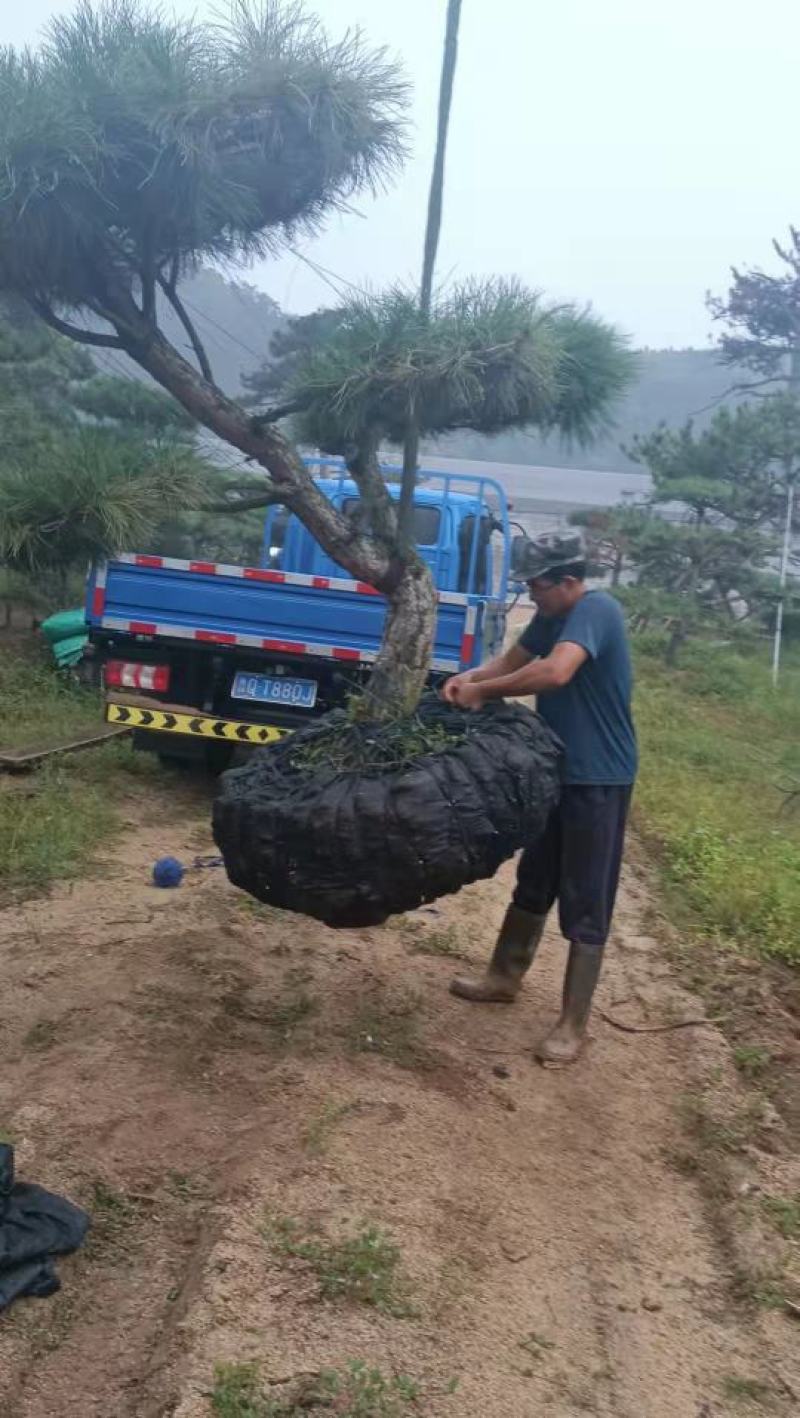 2米的造型油松，造型黑松，造型松，行道树，公园，小区用树