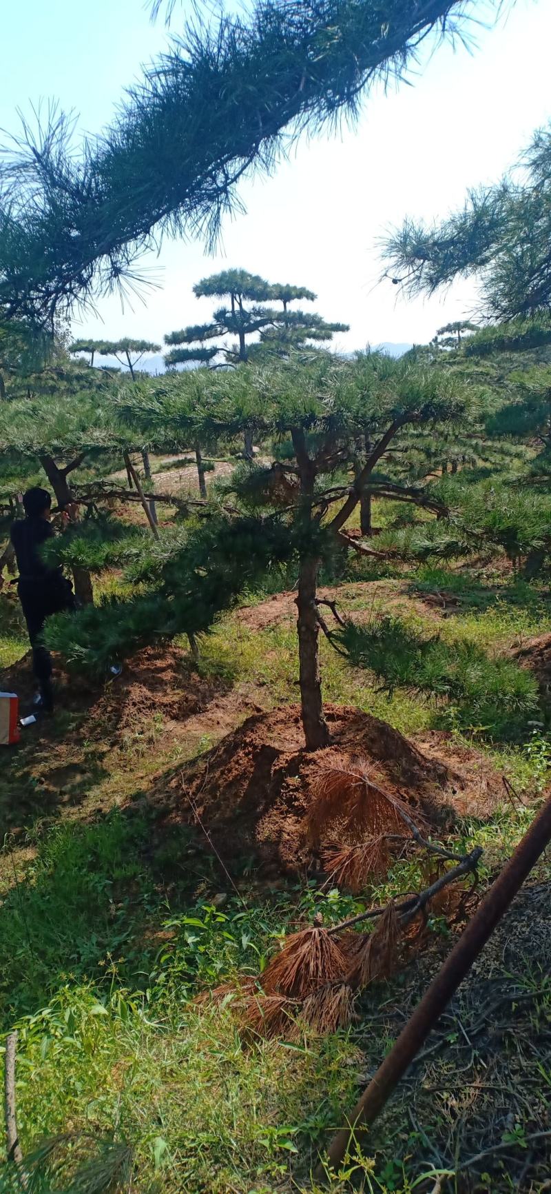 2米的造型油松，造型黑松，造型松，行道树，公园，小区用树