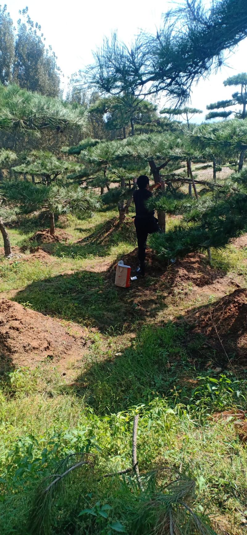 2米的造型油松，造型黑松，造型松，行道树，公园，小区用树