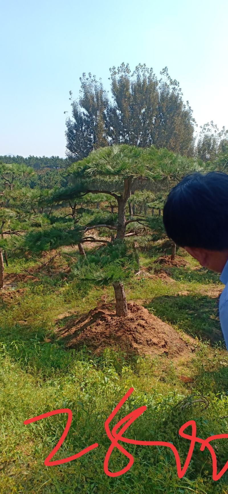 2米的造型油松，造型黑松，造型松，行道树，公园，小区用树