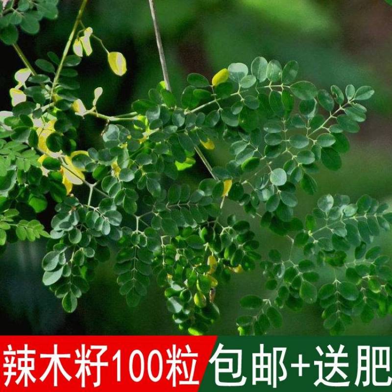 辣木种籽印度进口正宗特级食用辣木树籽辣木子辣木树种子