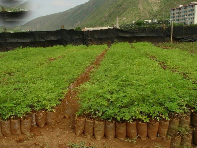 辣木种籽印度进口正宗特级食用辣木树籽辣木子辣木树种子