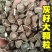 辣木种籽印度进口正宗特级食用辣木树籽辣木子辣木树种子