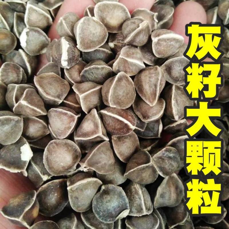 辣木种籽印度进口正宗特级食用辣木树籽辣木子辣木树种子