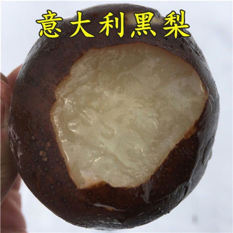 意大利黑梨树苗嫁接梨树果树苗盆栽地栽庭院种植含
